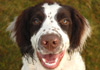 Harry the Working Springer Spaniel