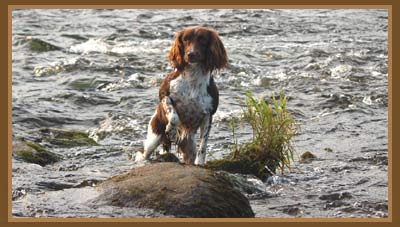 Let Janet Ardley improve your dog's behaviour