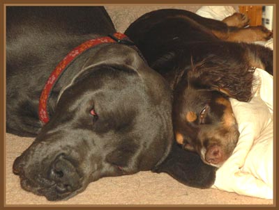 Dexter and Brook enjoy home dog boarding