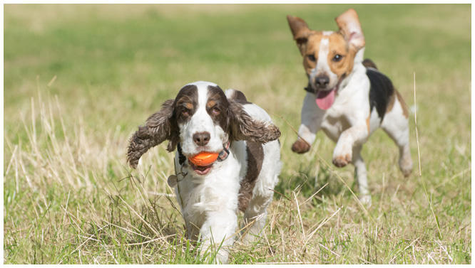 Chester enjoys his time with Cumbria Dog Training