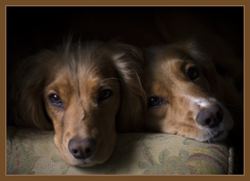 Cumbria Dog Training Residential Boarding