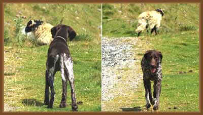 Tod decides not to chase sheep