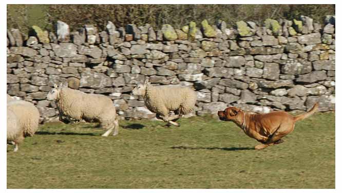 Cumbria Dog Training - stop your dog chasing sheep