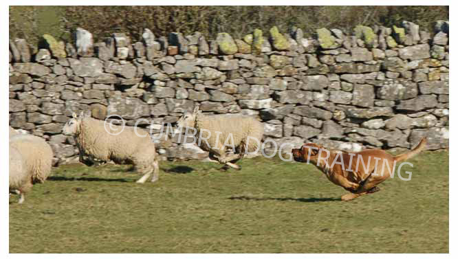 dog worrying sheep