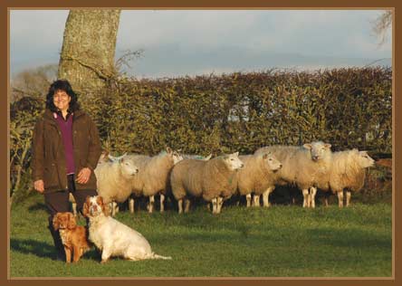 Janet teaches dogs not to chase sheep