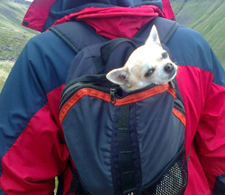 Backpack Honey