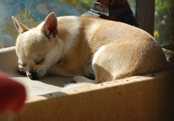 Sleeping Honey