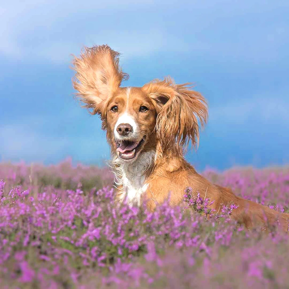 Dog boarding in Cumbria