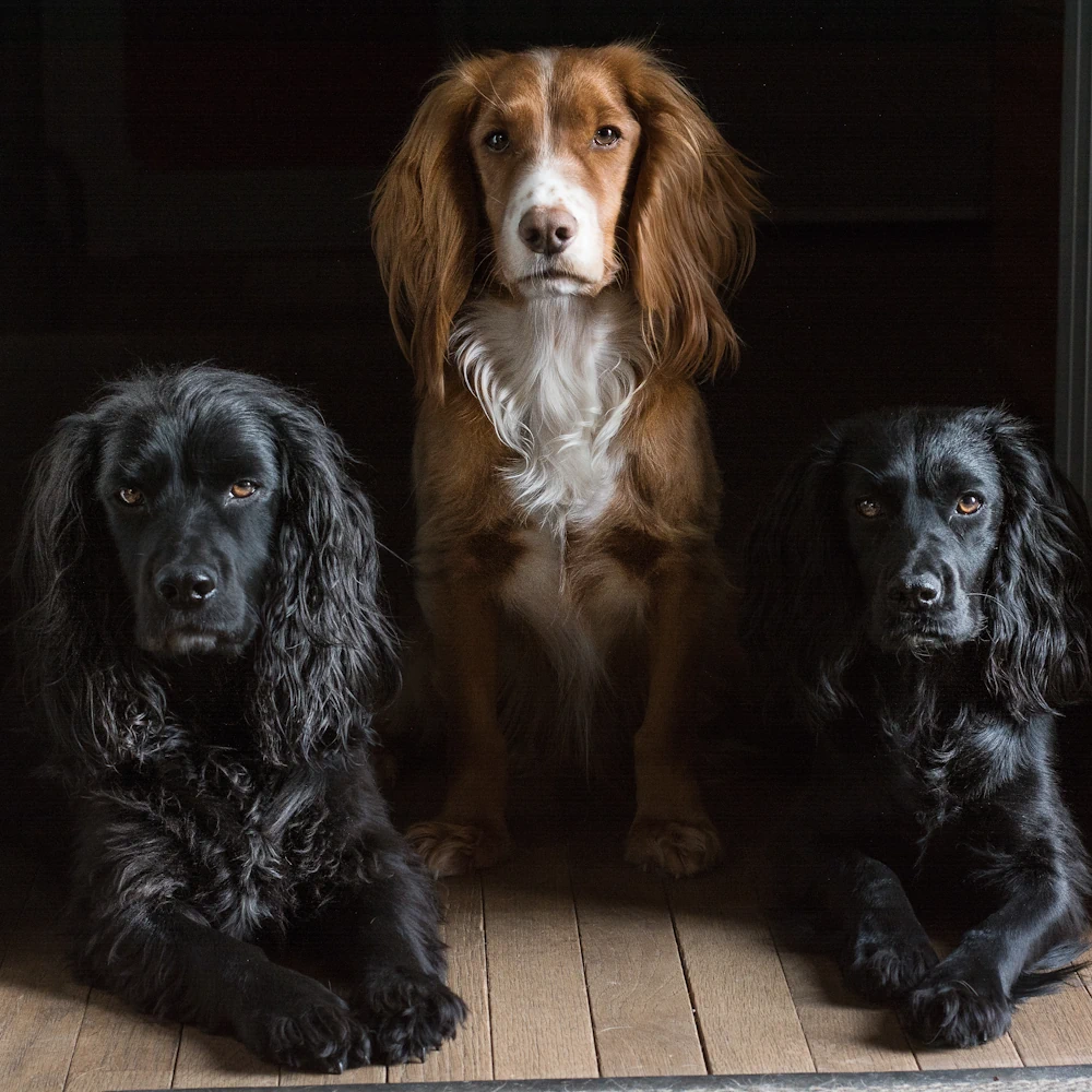 Cumbria Dog Behaviourist