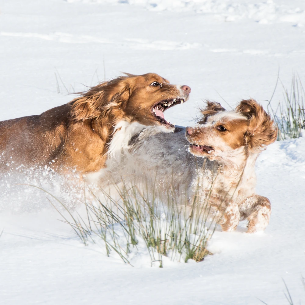 Dog behaviourist in Cumbria