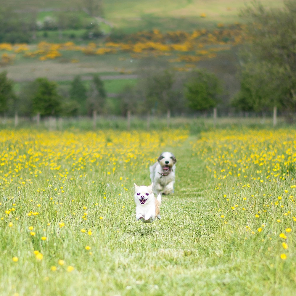 Dog Boarding Cumbria