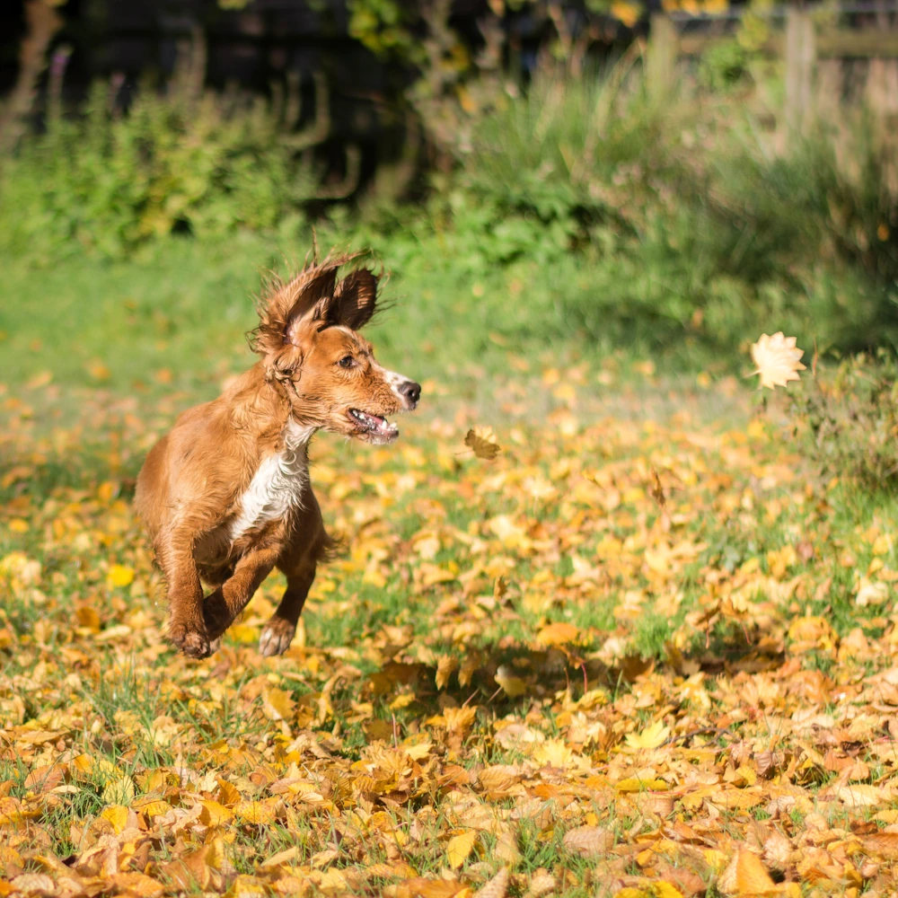 Cumbria Dog Boarding