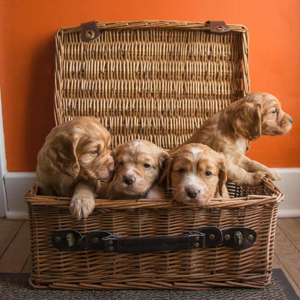 New Puppy Advice in Cumbria