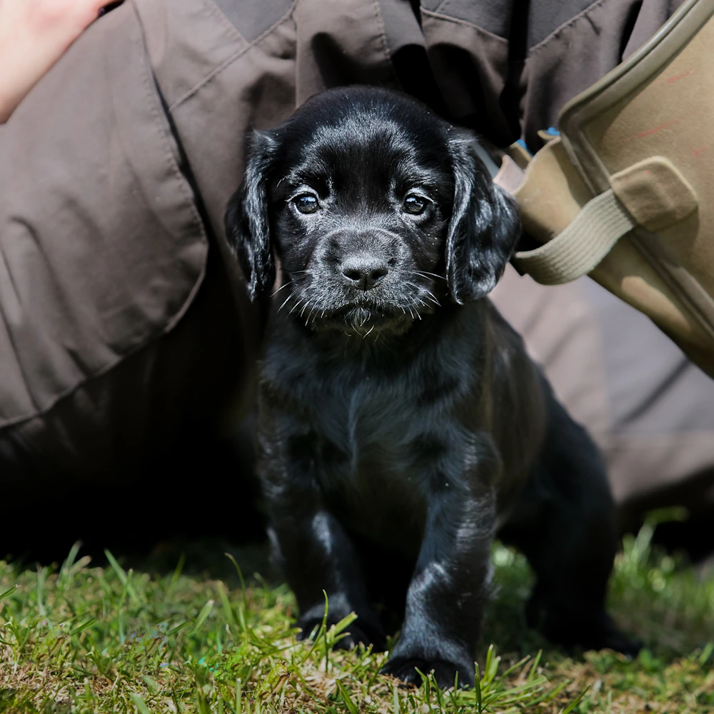 How do I choose the right puppy?