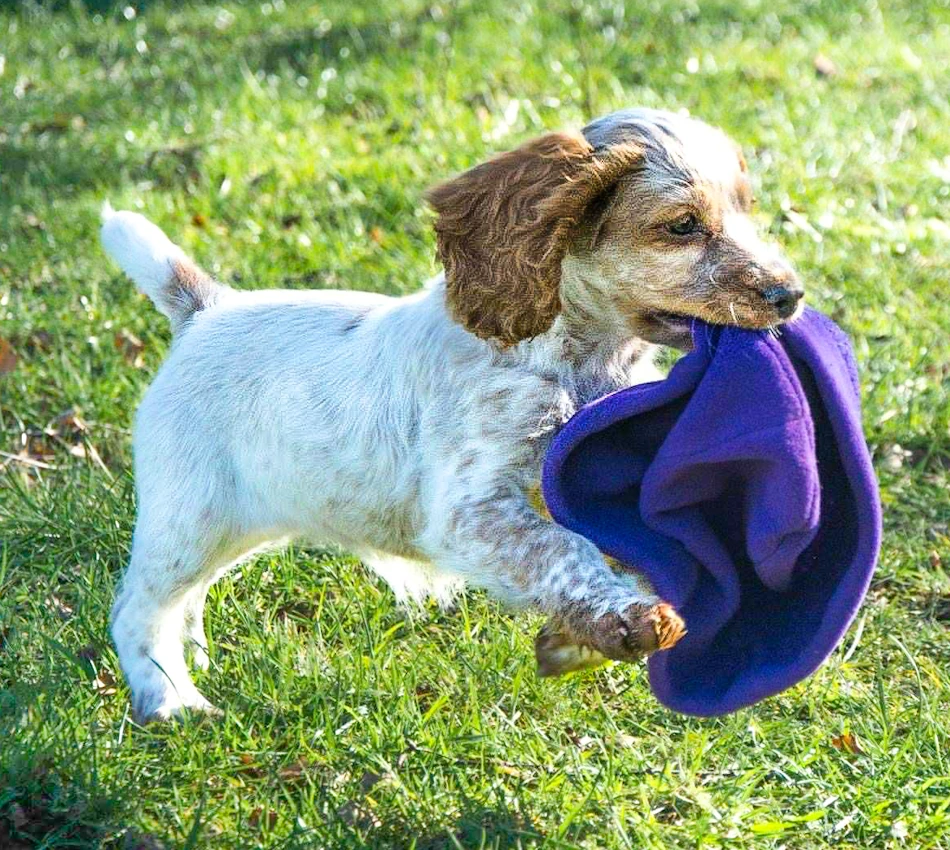 Puppy training in Cumbria