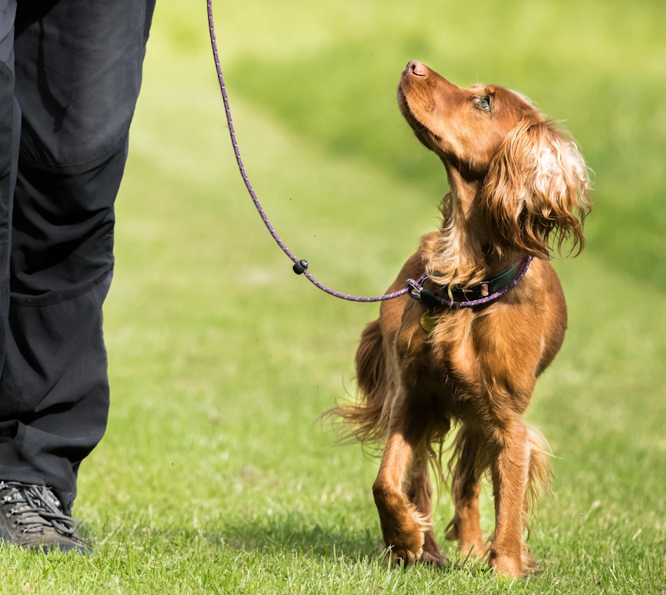 Residential dog training courses in Cumbria