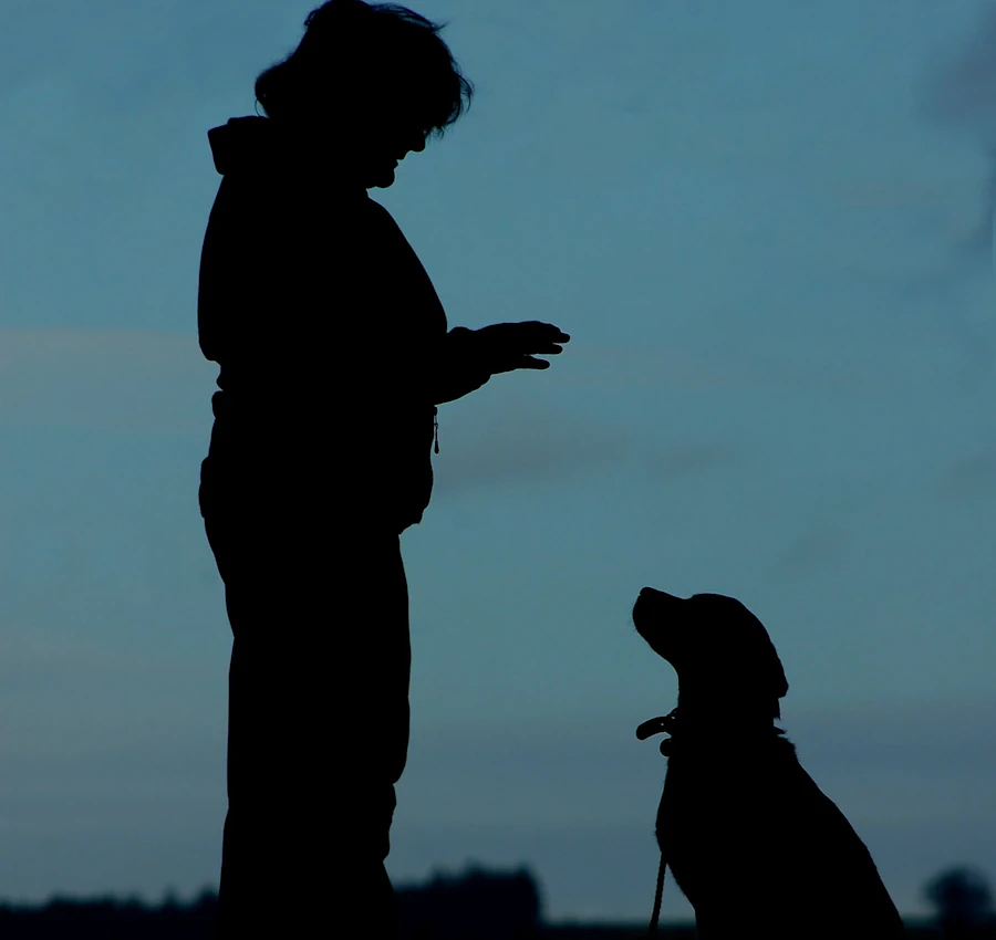 Personal dog training courses in Cumbria
