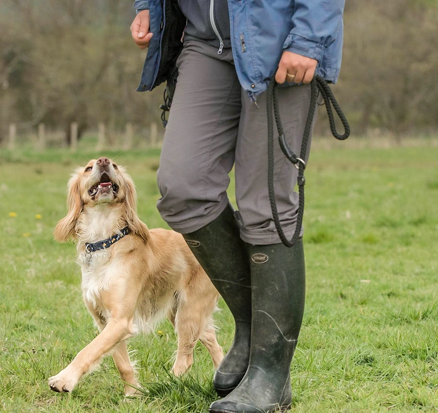 Dog obedience training in Cumbria