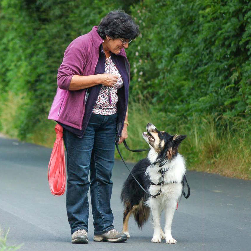 Dog trainer in Cumbria