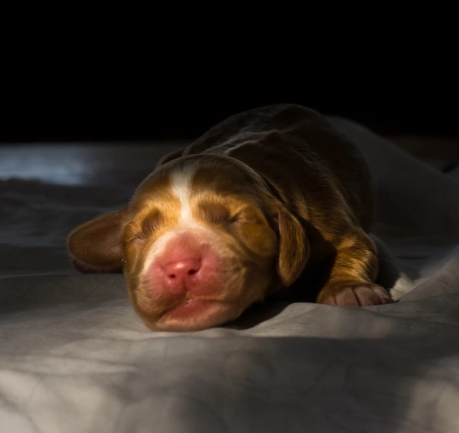Pre Puppy Support and Advice in Cumbria